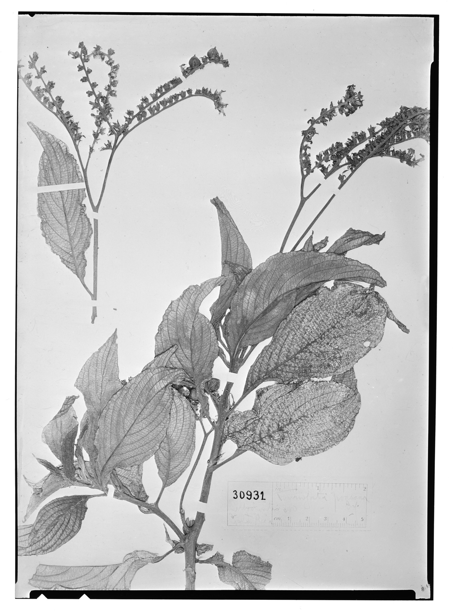 Tournefortia poasana image