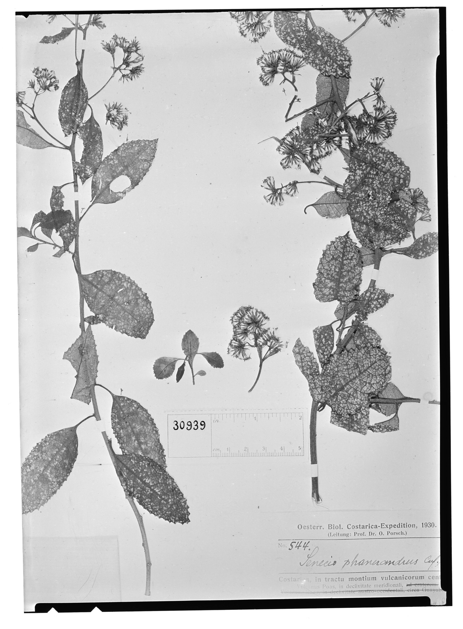 Pentacalia phanerandra image