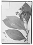 Field Museum photo negatives collection; Wien specimen of Centropogon gamosepalus Zahlbr., PERU, R. Spruce 4131, Type [status unknown], W