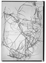 Field Museum photo negatives collection; Wien specimen of Siphocampylus nobilis E. Wimm., PERU, A. Weberbauer 6291, Type [status unknown], W