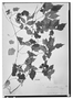 Field Museum photo negatives collection; Wien specimen of Serjania setulosa Radlk., NICARAGUA, E. R. von Friedrichsthal 592, Type [status unknown], W