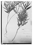 Field Museum photo negatives collection; Wien specimen of Paullinia linearis Radlk., PERU, E. F. Poeppig, Type [status unknown], W