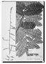 Field Museum photo negatives collection; Wien specimen of Toulicia bullata Radlk., VENEZUELA, R. Spruce 2797, Type [status unknown], W