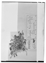 Field Museum photo negatives collection; Wien specimen of Boopis caespilosa Phil., CHILE, R. A. Philippi, Type [status unknown], W