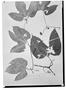 Field Museum photo negatives collection; Wien specimen of Gurania capitata (Poepp. & Endl.) Cogn., PERU, E. F. Poeppig 1222, Type [status unknown], W