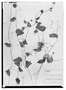 Field Museum photo negatives collection; Wien specimen of Sicyos gracillimus Ruíz & Pav., PERU, H. Wawra 2640, Type [status unknown], W