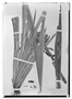 Field Museum photo negatives collection; Wien specimen of Marica imbricata Hand.-Mazz., BRAZIL, R. Wettstein, Type [status unknown], W