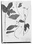 Field Museum photo negatives collection; Wien specimen of Guettarda aromatica Poepp., PERU, E. F. Poeppig, Type [status unknown], W