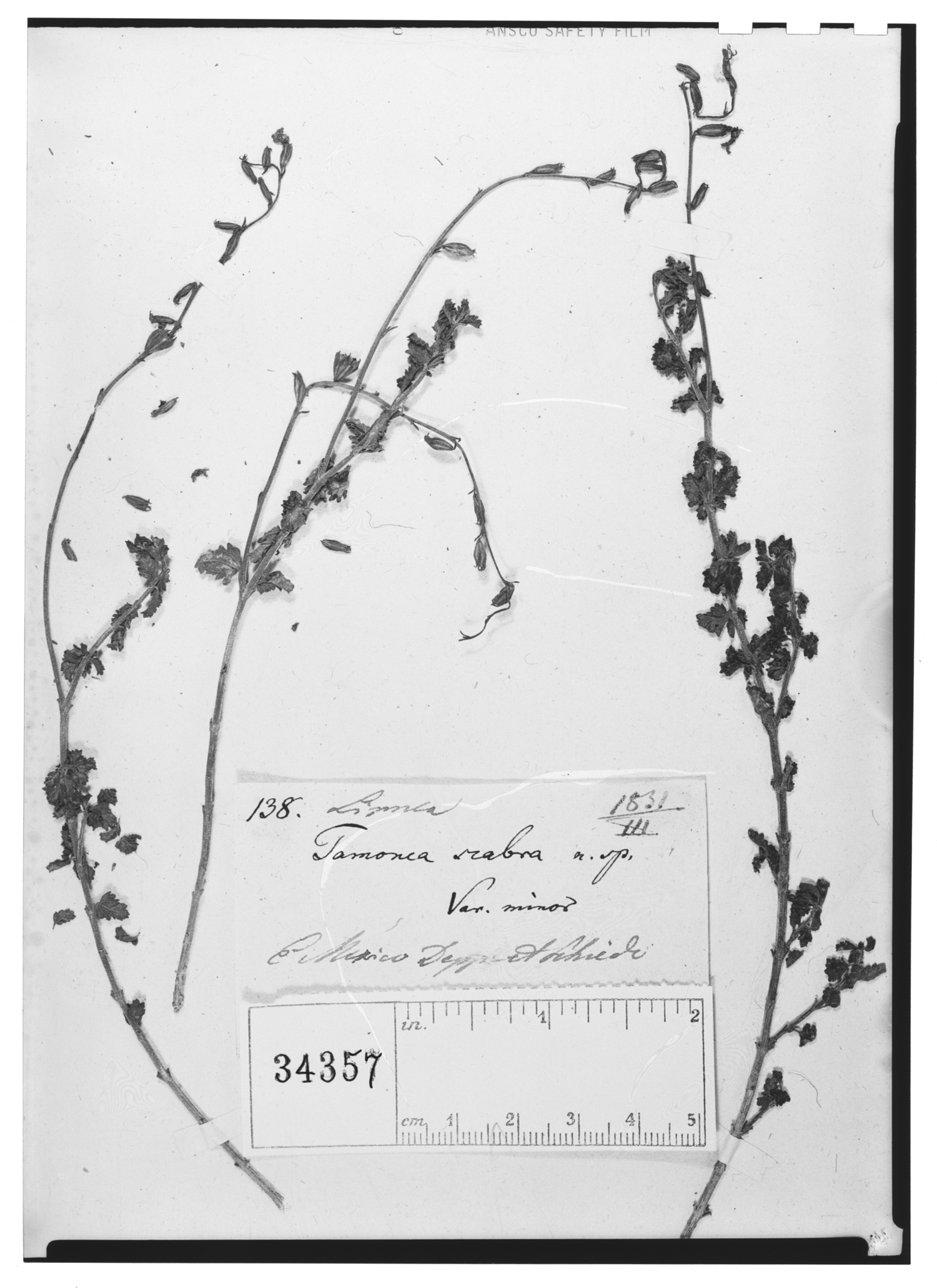Tamonea euphrasiifolia image
