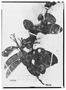 Field Museum photo negatives collection; Paris specimen of Davilla flexuosa A. St.-Hil., BRAZIL, A. Saint-Hilaire 383, Type [status unknown], P