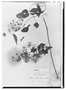 Field Museum photo negatives collection; Paris specimen of Clematis affinis A. St.-Hil., BRAZIL, A. Saint-Hilaire 2, Type [status unknown], P
