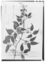 Field Museum photo negatives collection; Paris specimen of Clematis bonariensis A. Juss. ex DC., ARGENTINA, P. Commerson, Type [status unknown], P