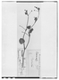 Field Museum photo negatives collection; Paris specimen of Ranunculus bonariensis Poir., ARGENTINA, P. Commerson, Type [status unknown], P