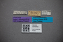 3048462 Bledius kosempoensis ST labels IN