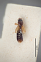 3048467 Bledius pallidipennis ST d IN