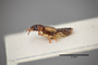 3048468 Bledius parcissimus HT p IN