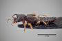 3048476 Bledius quadricornis ab javanus HT p IN