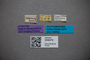 3048478 Bledius rectangulus ST labels IN