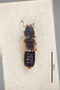 3048481 Bledius roettgeni HT d IN