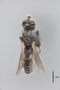 95654 Thecophora luteipes PT d IN