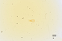 3048008 Baeocera inermis HT g IN