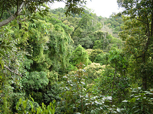 Mature lowland forest at 700m elevation on Mt. Palali, Nueva Vizcaya Province, Luzon. 