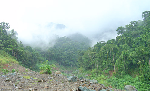 Lowland forest at about 600m elevation in the Mingan Mountains, Aurora Province, Luzon. Photograph by DS Balete. 