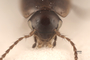 3047998 Nomimocerus longispinosus HT h IN