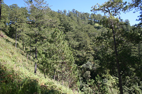 Pine forest typically grows on Luzon and Mindoro at elevations above 900m on steep slopes that are burned frequently. Near Barlig, about 1700m, Mountain Province, Luzon. Photograph by JF Barcelona. (c) Field Museum of Natural History