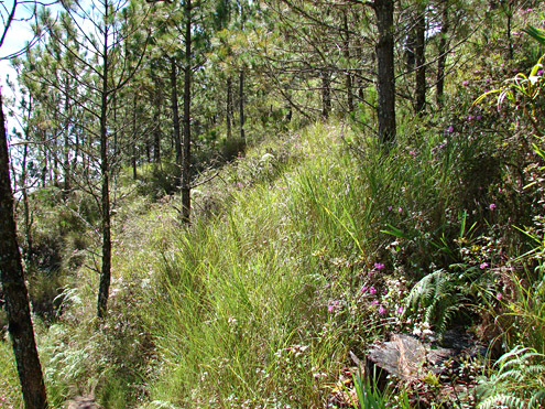 When fires burn infrequently in pine forest, native broad-leafed vegetation begins to return and regenerate. Mt. Pulag, 2335m, Benguet Province, Luzon. (c) Field Museum of Natural History