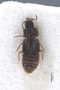 3047991 Pseudopsis grossa HT d IN
