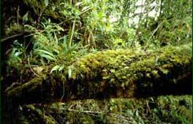 Mossy Log, Philippines 