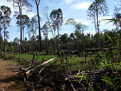 After large-scale logging, farmers often burn the remaining slash and plant crops. Mt. Mantalingahan, Palawan Island. 