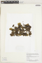 Herbarium Sheet V0375590F