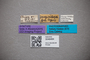3048484 Bledius sanguinithorax ST labels IN