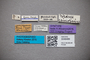 3048489 Bledius semiopacus ST labels IN