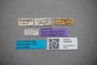 3048493 Bledius transcaspicus ST labels IN