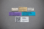 3048497 Bledius verres monachus ST labels IN