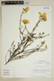 Balbisia peduncularis (Lindl.) D. Don, CHILE, M. O. Dillon 5160, F