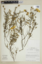 Balbisia peduncularis (Lindl.) D. Don, CHILE, M. O. Dillon 5160, F