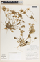 Leptoglossis lomana (Diels) Hunz., Peru, M. O. Dillon 3228, F