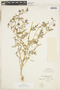 Schizanthus laetus Phil., Chile, E. Werdermann 817, F