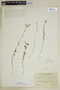 Schizanthus candidus Lindl., CHILE, I. M. Johnston 548, F