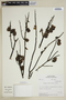 Bulnesia retama (Gillies ex Hook. & Arn.) Griseb., Peru, M. O. Dillon 3756, F