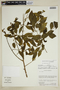 Agonandra brasiliensis Miers ex Benth. & Hook. f., Venezuela, R. L. Liesner 12555, F
