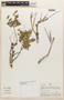 Abarema jupunba (Willd.) Britton & Killip, Peru, A. H. Gentry 25358, F