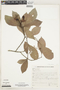 Psychotria cupularis (Müll. Arg.) Standl., Brazil, I. Rodrigues 121, F
