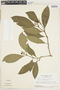 Psychotria racemosa Rich., Suriname, H. S. Irwin 55115, F