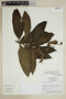Centropogon brittonianus Zahlbr., Bolivia, E. A. Emshwiller 224, F