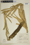 Lobelia exaltata Pohl, Brazil, G. G. Hatschbach 18735, F